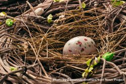Decorated Easter egg in bird nest 5rvlP5