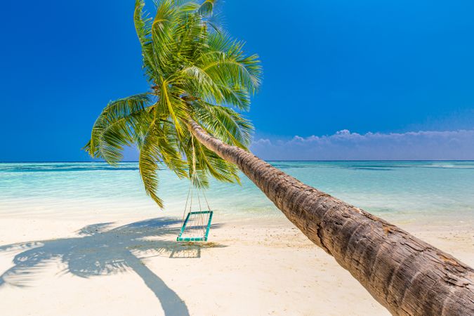 Leaning palm tree on a tropical beach, landscape