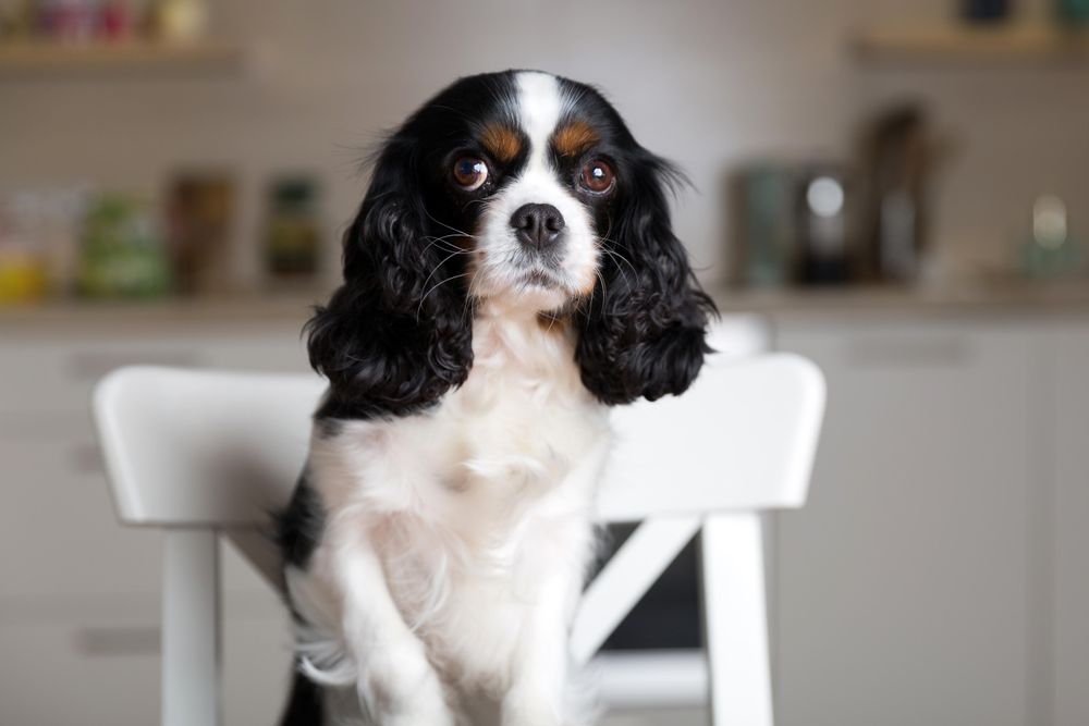 Cavalier spaniel standing on chair