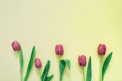 Pink tulips on clear background