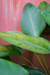Tropical garden