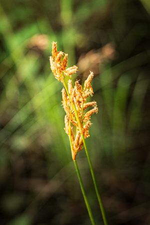 the delicate beauty of a grass flower, showcasing its slender, feathery petals and intricate structure