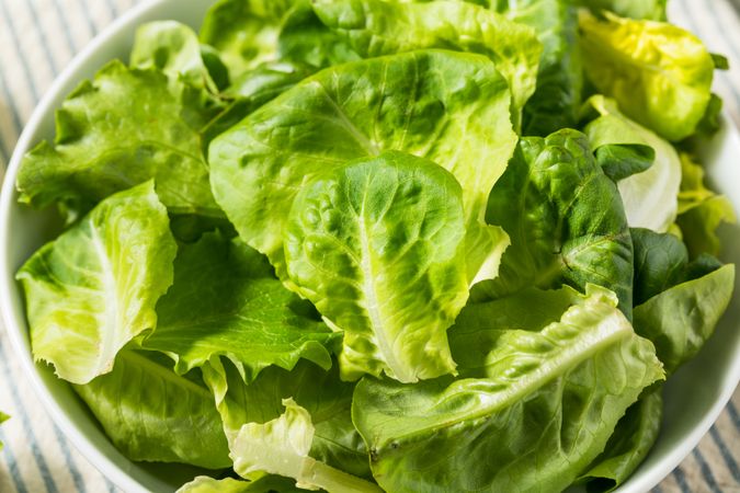 Organic Raw Baby Butterhead Lettuce