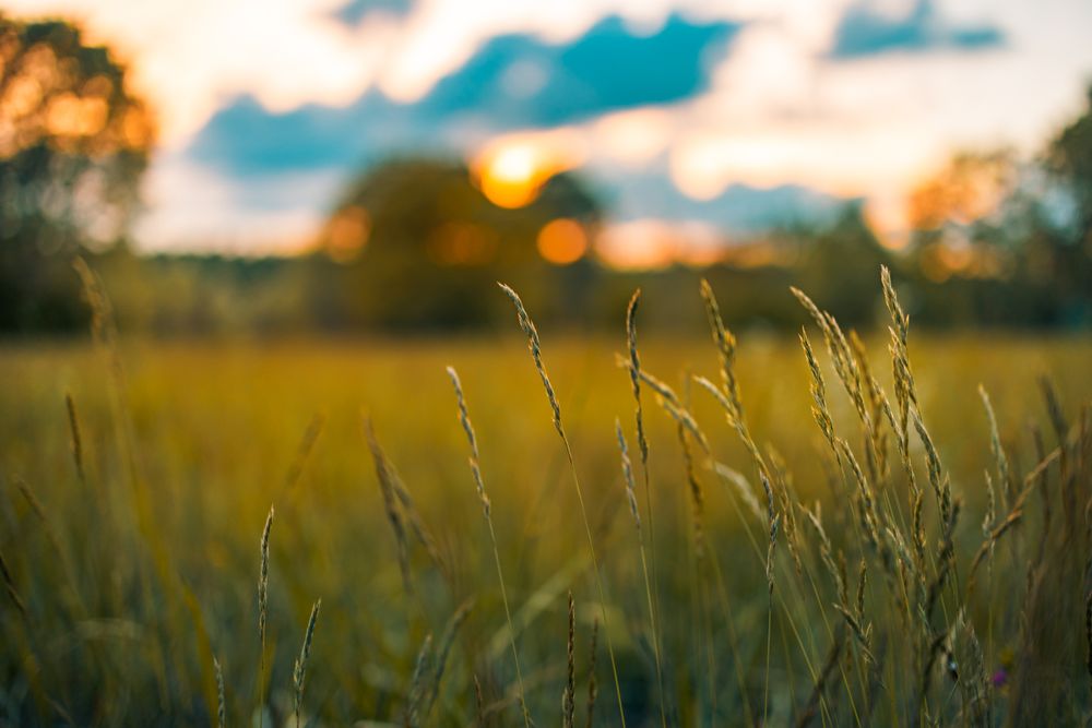 Close up of long grass in a field