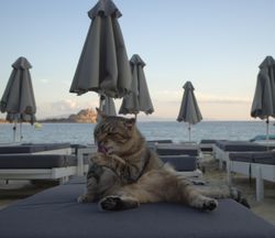 Brown cat licking its paw on a sunbed