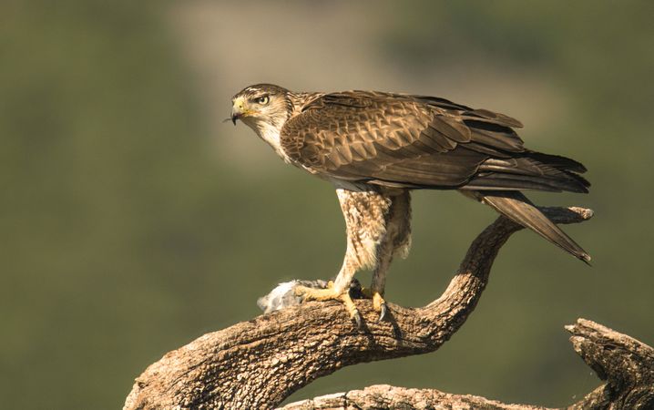 Furious wild eagle
