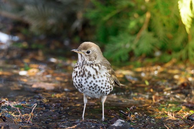 Hermit thrush on ground