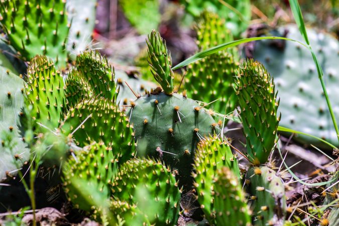 Opuntia cactus in a tropical garden