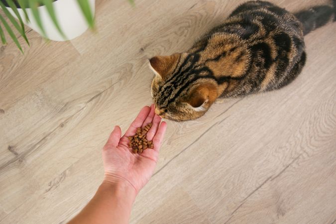 A woman feeds a cat with dry food from her hands.