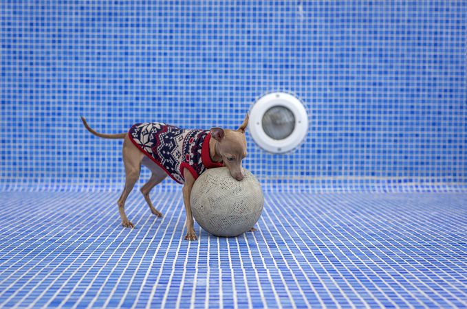 Italian greyhound dog playing in the pool with a ball
