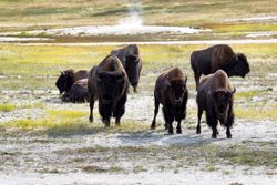 Angry North American buffalo