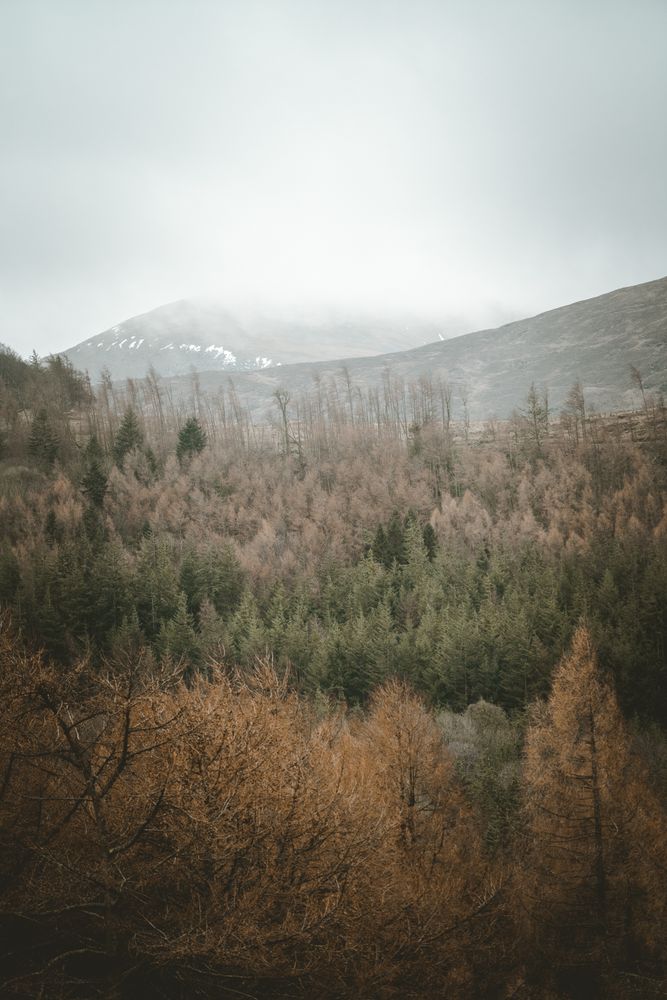 Misty view of forest and mountains covered with fog in Northern Ireland