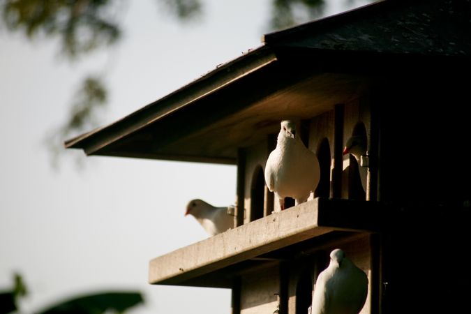 Doves in a large bird house outside