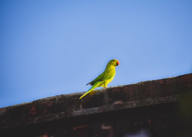Green parrot bird perching on roof