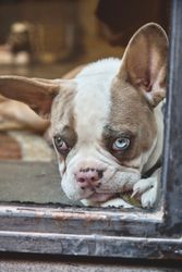 Moody French bulldog looking out of window