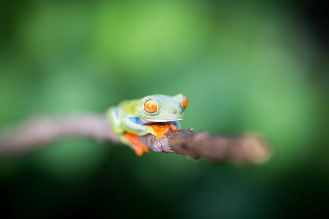 Tropical frog on tree twig
