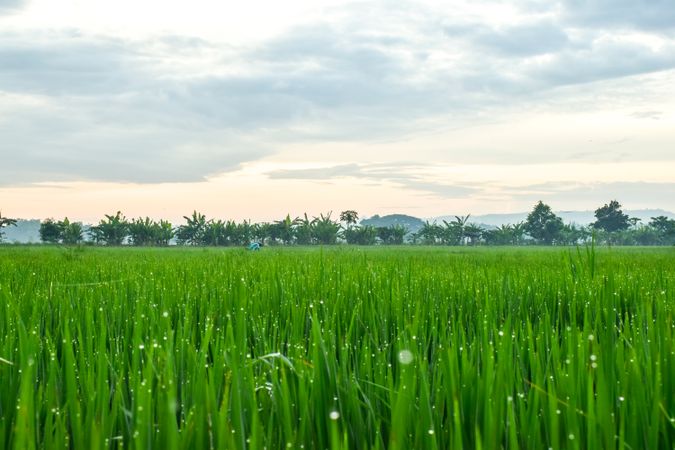 Field of dewy grass on overcast day