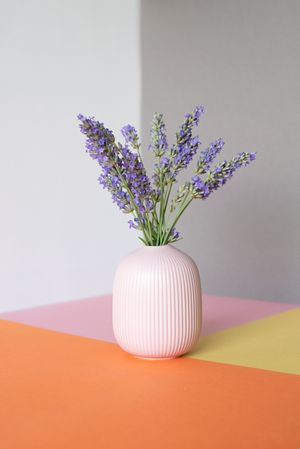 Vase of lavender flower in a multicolor background