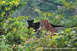Panther and leopard in jungle 4O18J0