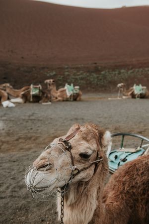 Camels resting near hill