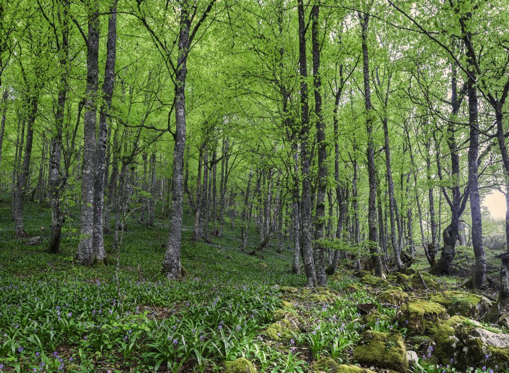 Spring forest with flowers