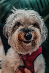 Serious cute yorkshire terrier in dress