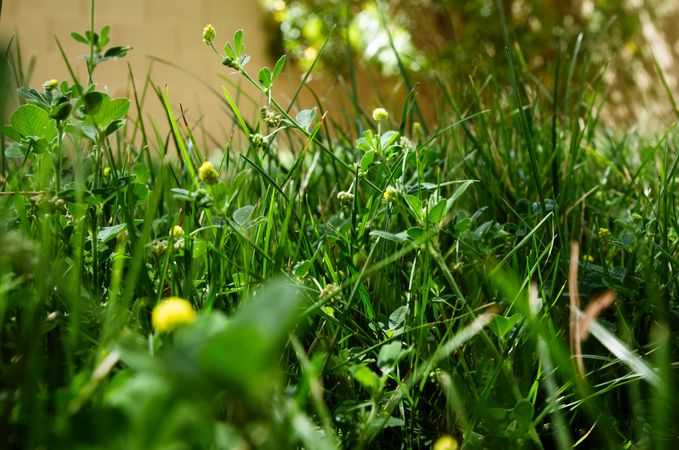 Grass With Clover Flowers