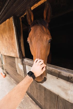 Person petting chestnut horse in wooden stable