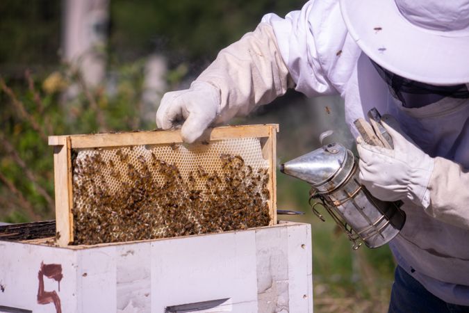 Person holding a beehive outdoor