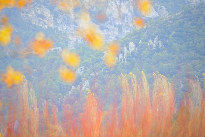 Blurred trees in forest