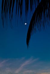 Waxing gibbous moon under a palm tree, vertical