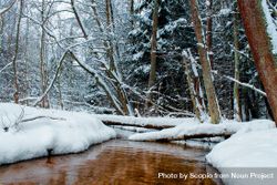 Snow covered trees beside river in the wood 4NxDA0