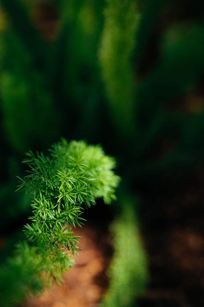 Fox fern branch