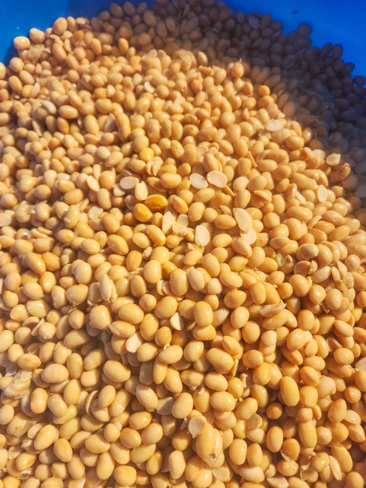 Boiling Yellow Soybeans in a Traditional Pot