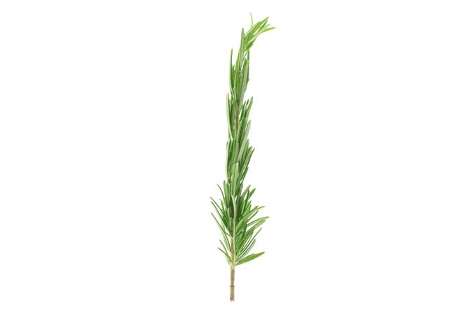 Fresh green rosemary isolated on neutral background