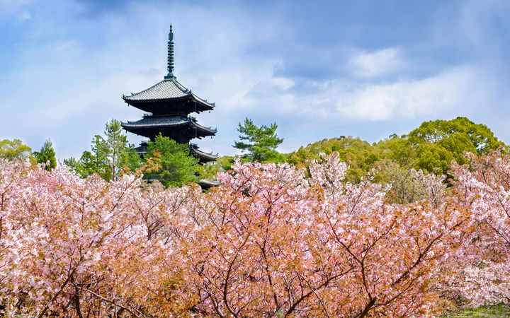 Toji Buddhist temple surrounded by cherry blossom trees in Kyoto, Japan