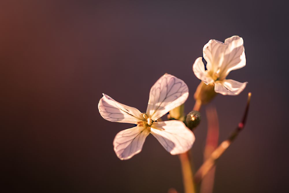 Close up of delicate flowers growing at the end of stems in the light