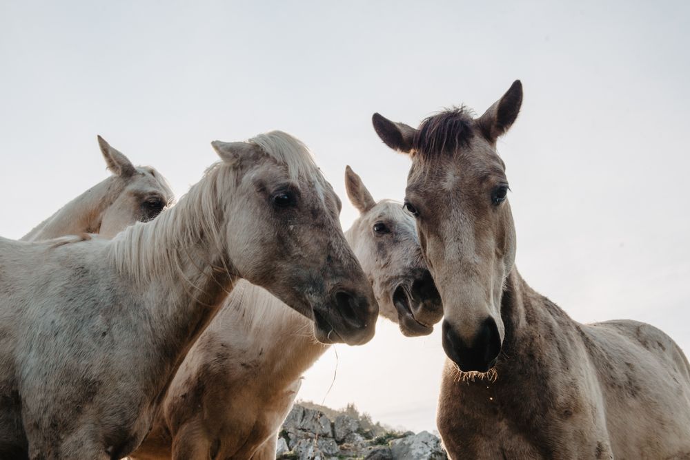 Funny horses on meadow