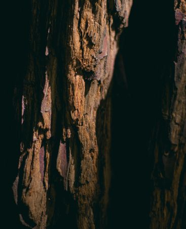 Texture of tree bark