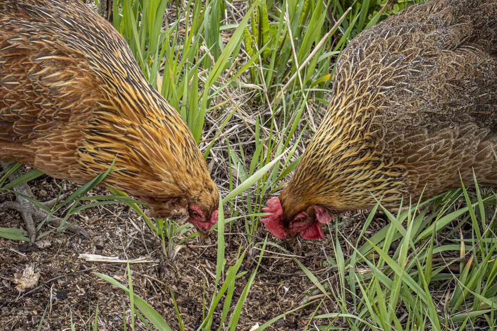 Two chickens eating from grass