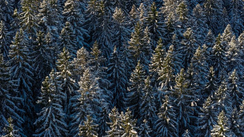 Snow covered trees in the German mountains, drone aerial view