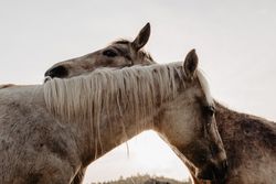 Funny horses on meadow
