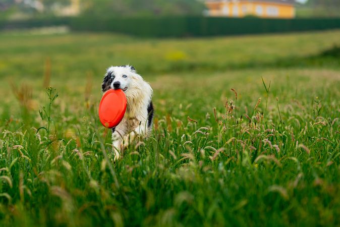border collie blue merle dog