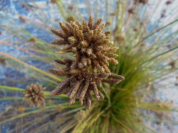 Bolboschoenus maritimus