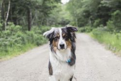 Australian shepherd on road between trees