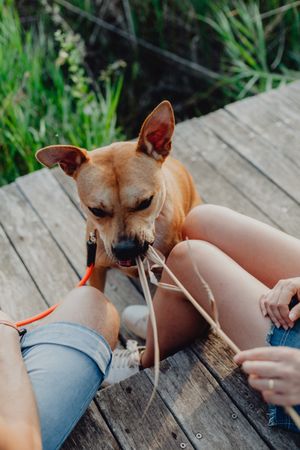 Cheerful adult couple playing with dog at countryside