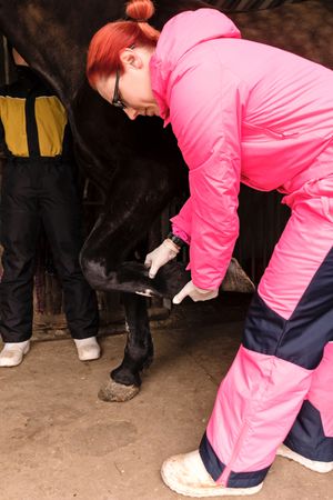 Veterinarian checking black horse's hoof
