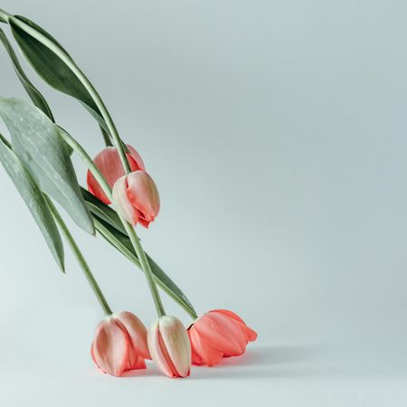 Red tulip flowers laying flower down on light background