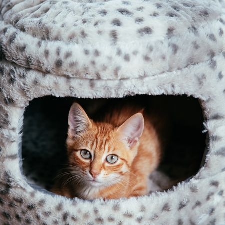 Orange tabby cat in light and dark polka dot home