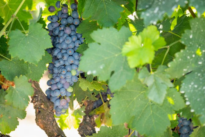 Vineyard with Lush, Ripe Wine Grapes on the Vine Ready for Harvest